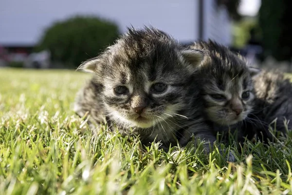 Два Маленьких Котенка Играют Токарном Станке — стоковое фото