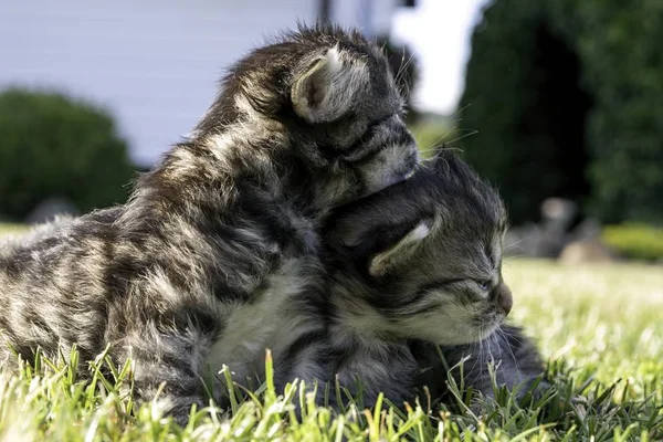 Dua Anak Kucing Kecil Bermain Halaman — Stok Foto