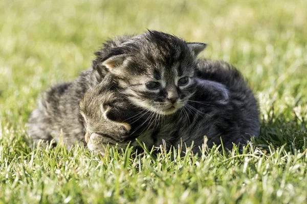 Дві Маленькі Кошенята Грають Газоні — стокове фото