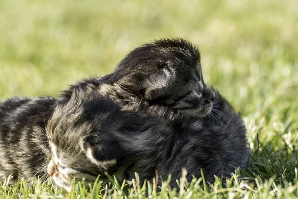 Dwa Małe Kocięta Trawniku Bawią — Zdjęcie stockowe