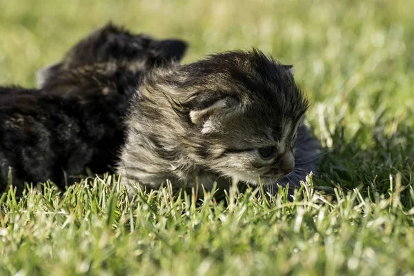 Deux Petits Chatons Jouant Sur Pelouse — Photo