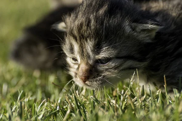 Two Little Kittens Playing Lawn — Stock Photo, Image