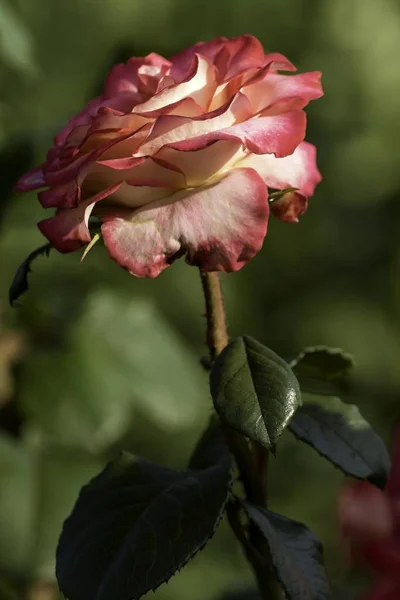 庭には美しい赤いバラが咲き — ストック写真