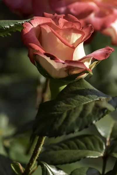 Bella Rosa Rossa Fiorisce Giardino — Foto Stock