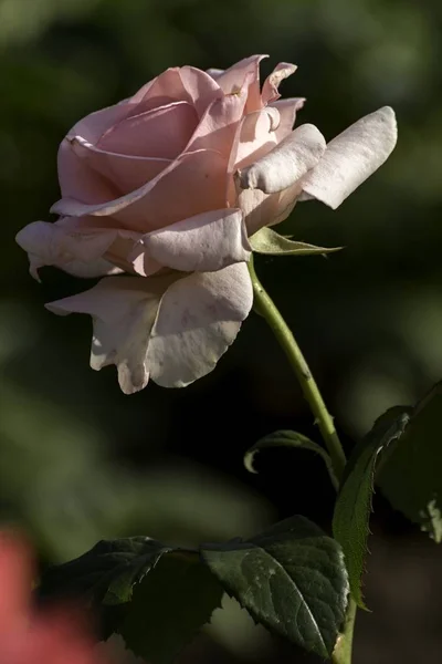 Hermosa Rosa Roja Florece Jardín — Foto de Stock