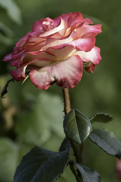 Hermosa Rosa Roja Florece Jardín —  Fotos de Stock