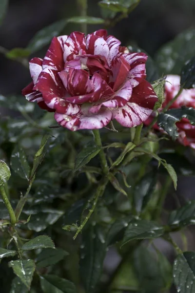 Hermosa Rosa Roja Florece Jardín —  Fotos de Stock
