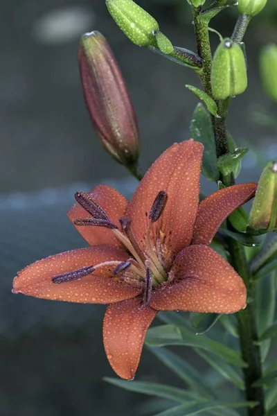 Bahçedeki Kırmızı Çiçek Açan Lily — Stok fotoğraf