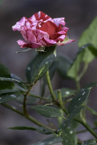 Mooie Rode Roos Bloeit Tuin — Stockfoto