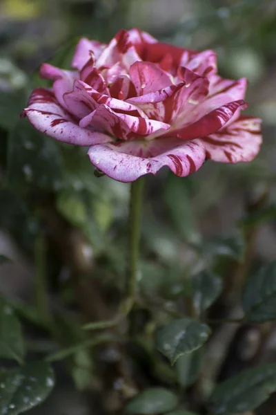 庭には美しい赤いバラが咲き — ストック写真