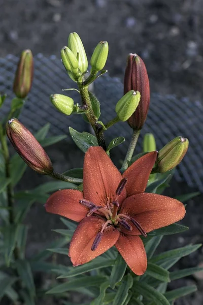 Bahçedeki Kırmızı Çiçek Açan Lily — Stok fotoğraf