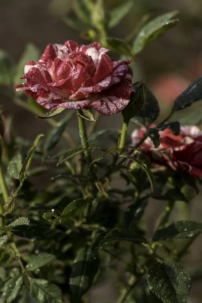 Bela Rosa Vermelha Floresce Jardim — Fotografia de Stock