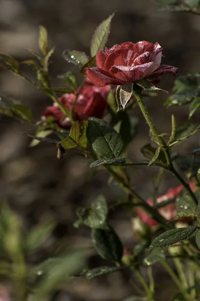 Hermosa Rosa Roja Florece Jardín —  Fotos de Stock