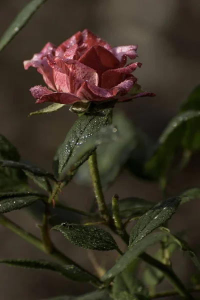 Belle Rose Rouge Fleurit Dans Jardin — Photo
