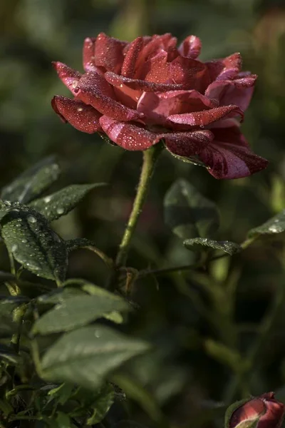 Hermosa Rosa Roja Florece Jardín — Foto de Stock