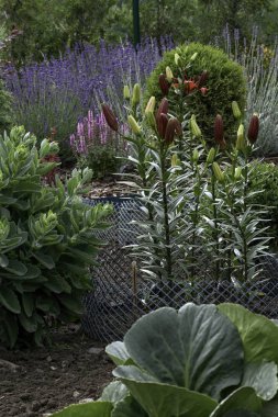 Yaz evinde süs Bahçe bitkilerin tam