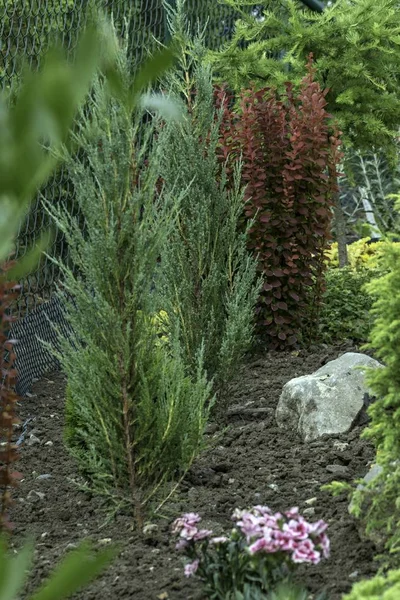 Decoratieve Tuin Bij Het Huis Zomer Vol Met Planten — Stockfoto