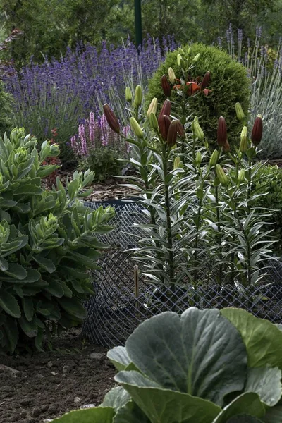 Decoratieve Tuin Bij Het Huis Zomer Vol Met Planten — Stockfoto