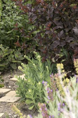 Yaz aylarında güzel renkli bitkiler ile Park