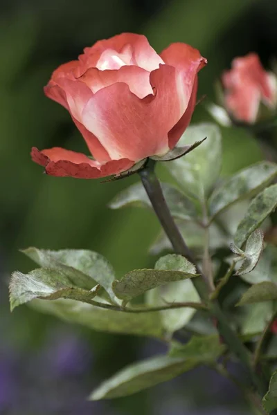 Park Met Mooie Kleurrijke Planten Zomer — Stockfoto