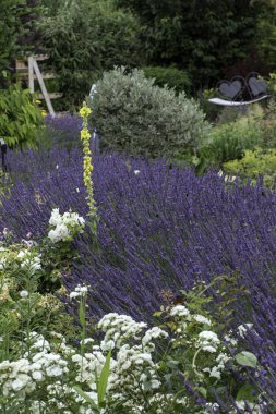 Yaz aylarında güzel renkli bitkiler ile Park