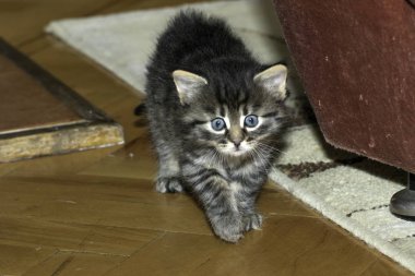 Genç kurt kediler evde oynamak