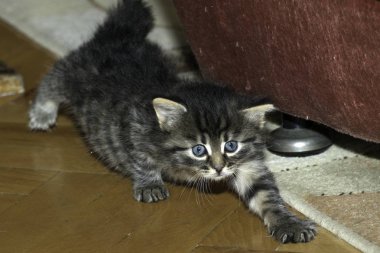 Genç kurt kediler evde oynamak