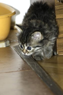 Genç kurt kediler evde oynamak