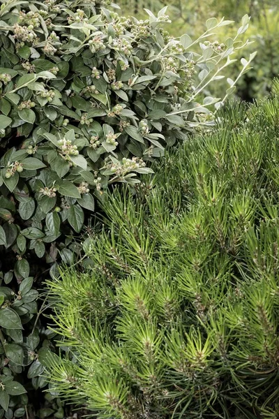 Parque Com Belas Plantas Coloridas Verão — Fotografia de Stock