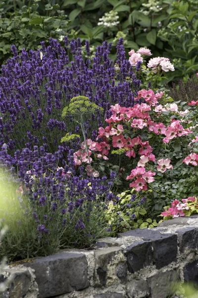 Park Met Mooie Kleurrijke Planten Zomer — Stockfoto