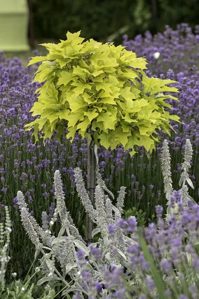 Parque Com Belas Plantas Coloridas Verão — Fotografia de Stock