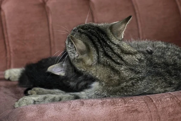 Jovem Lobo Gatos Jogar Casa — Fotografia de Stock