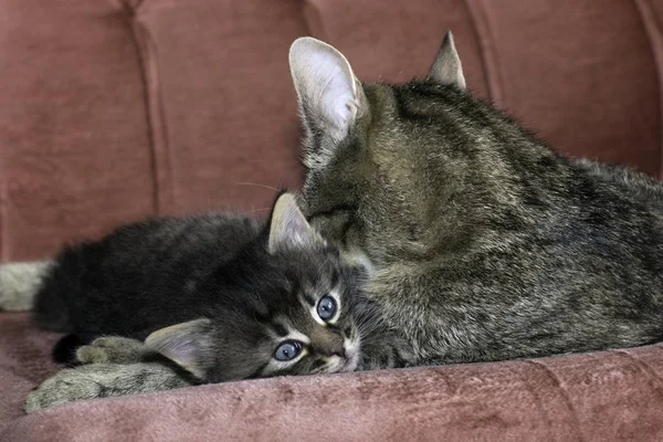 Young Wolf Cats Play House — Stock Photo, Image