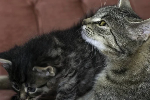 Young Wolf Cats Play House — Stock Photo, Image