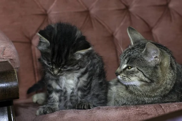 Les Jeunes Chats Loups Jouent Dans Maison — Photo