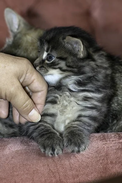 Jóvenes Lobo Gatos Jugar Casa — Foto de Stock