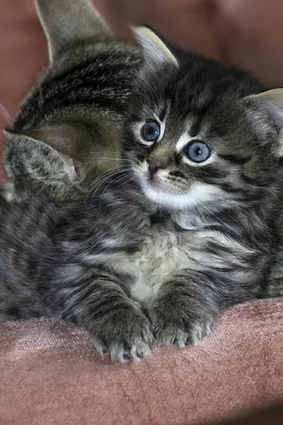 Jonge Wolf Katten Spelen Het Huis — Stockfoto