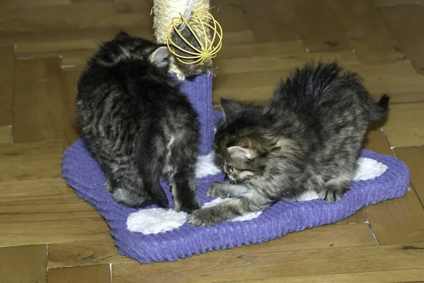 Les Jeunes Chats Loups Jouent Dans Maison — Photo