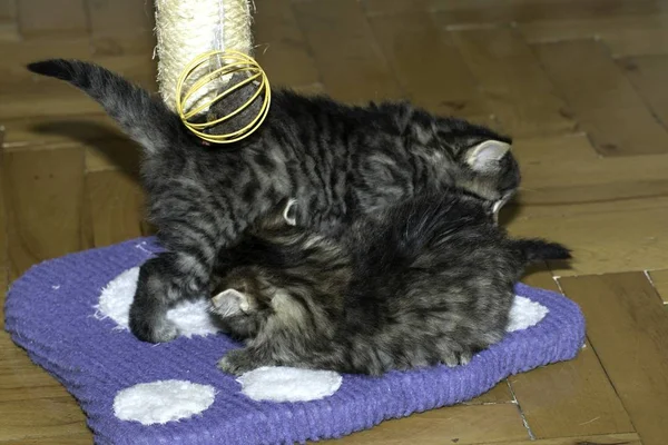 Les Jeunes Chats Loups Jouent Dans Maison — Photo