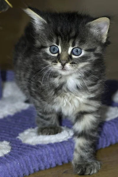 Jóvenes Lobo Gatos Jugar Casa — Foto de Stock