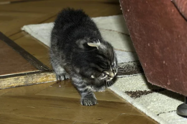 Les Jeunes Chats Loups Jouent Dans Maison — Photo