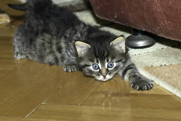 Jovem Lobo Gatos Jogar Casa — Fotografia de Stock