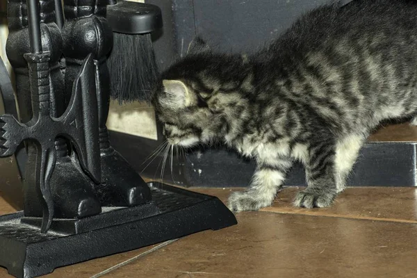 Jovem Lobo Gatos Jogar Casa — Fotografia de Stock