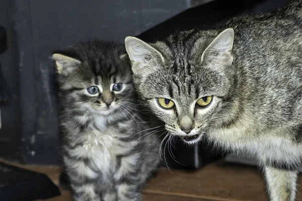 Jovem Lobo Gatos Jogar Casa — Fotografia de Stock