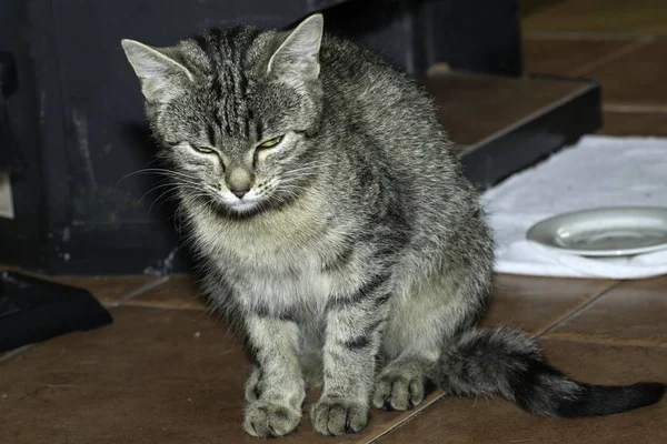 Les Jeunes Chats Loups Jouent Dans Maison — Photo