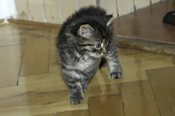 Jovem Lobo Gatos Jogar Casa — Fotografia de Stock