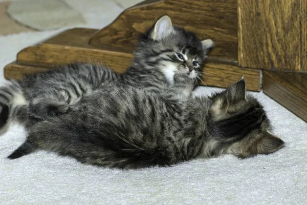 Jovem Lobo Gatos Jogar Casa — Fotografia de Stock