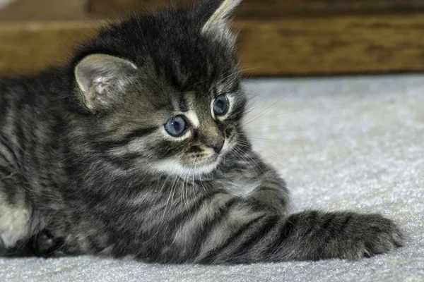 Jonge Wolf Katten Spelen Het Huis — Stockfoto