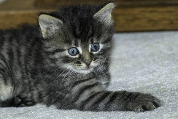 Jonge Wolf Katten Spelen Het Huis — Stockfoto