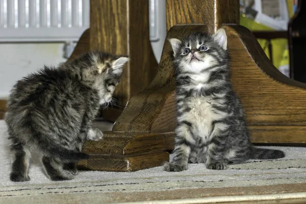 Young Wolf Cats Play House — Stock Photo, Image